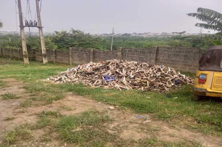 Bones